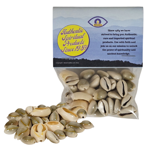 Cowrie Shells 100% Natural