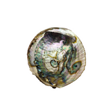 Abalone Seashell Extra Large